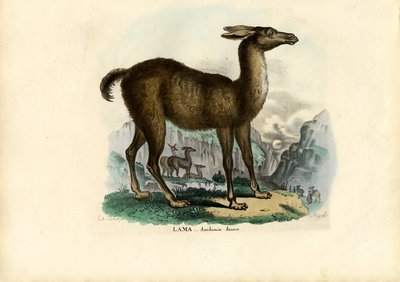 Llama da Raimundo Petraroja